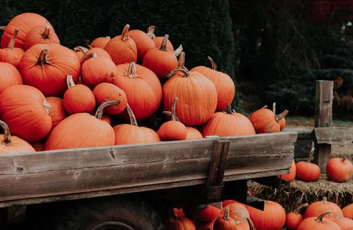 FALL WEDDING PUMPKINS